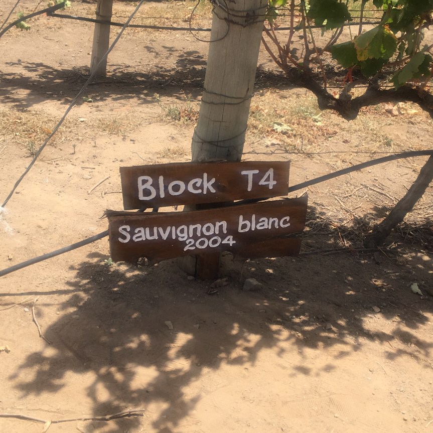 Sauvignon Blanc